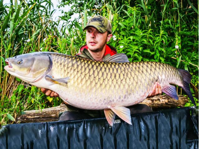 Big grass carp
