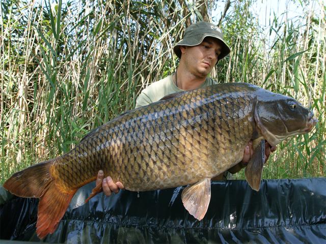 HOT FISH pe apa calda