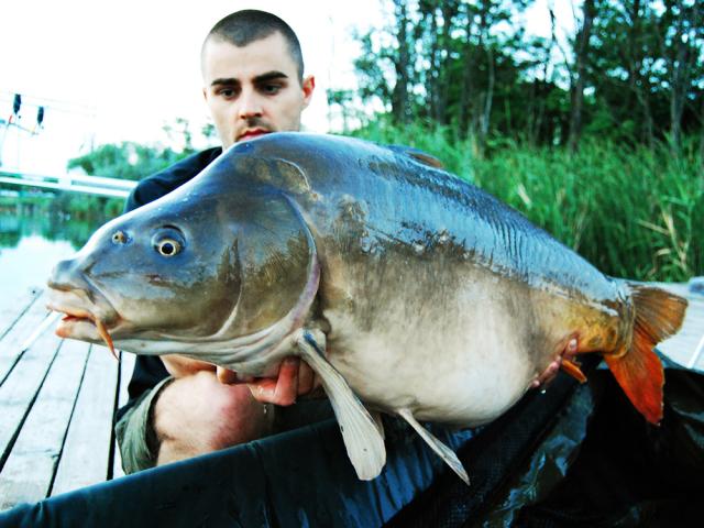 Hungarian carps