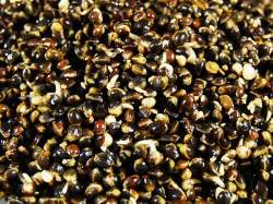 Canepa Select Baits Chilli Hemp