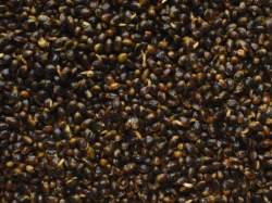 Canepa Select Baits Natural Hemp Cooked 5kg
