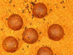 Mix boilies Select Baits Hot Fish Base Mix
