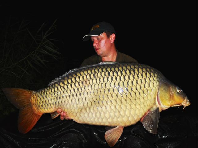 20 kg common carp