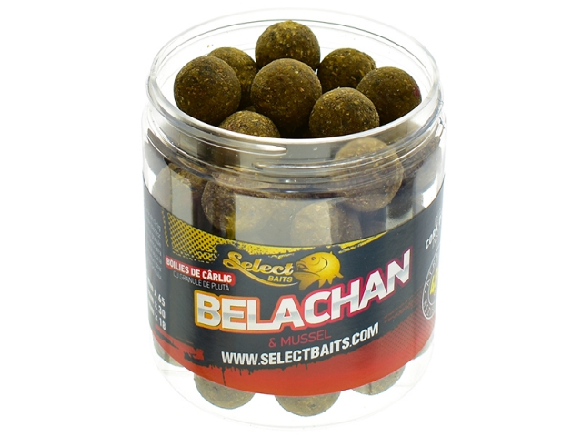 Belachan critically balanced